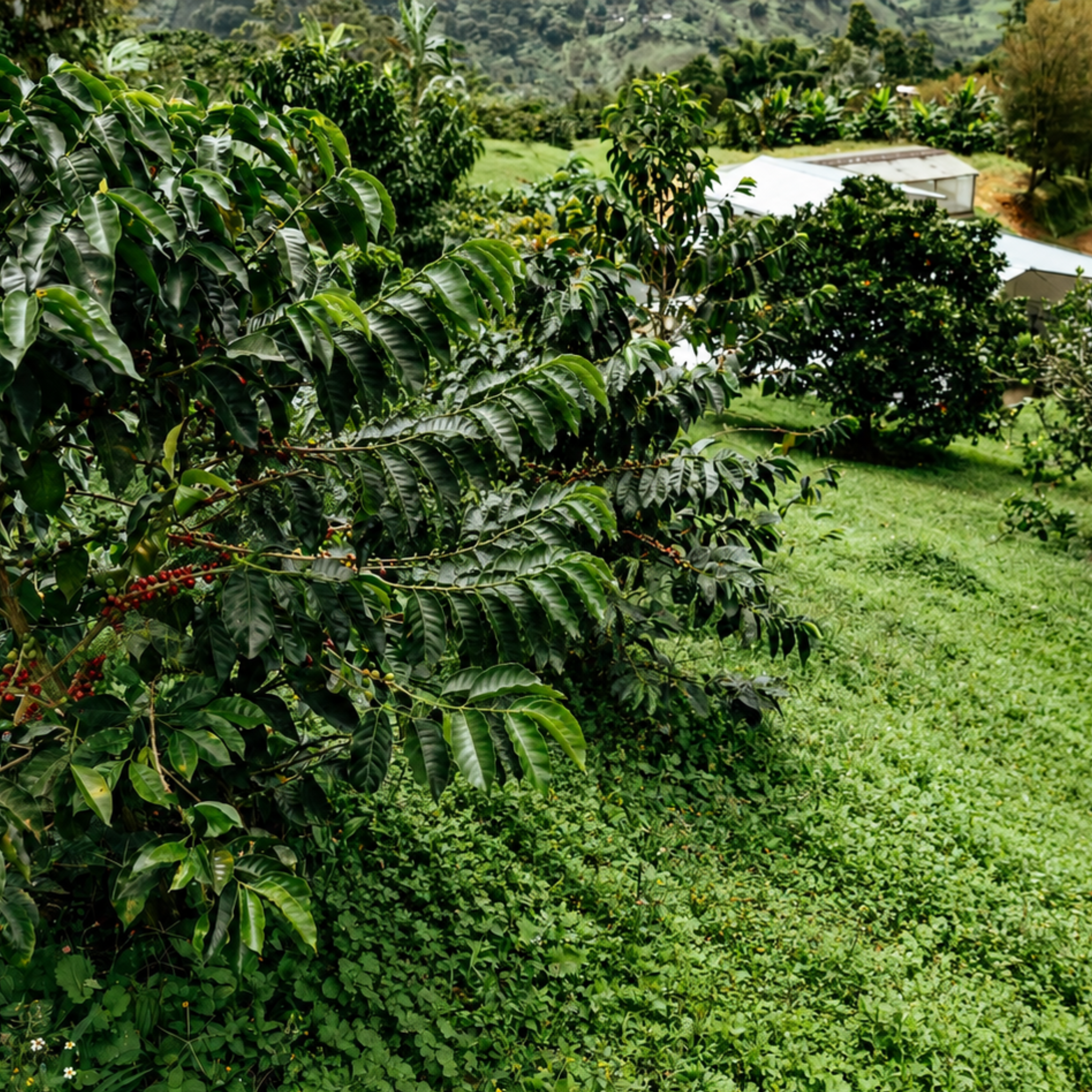 Colombia: Los Cedros Exotic Pink Bourbon, Ebejico COLOPINKSB