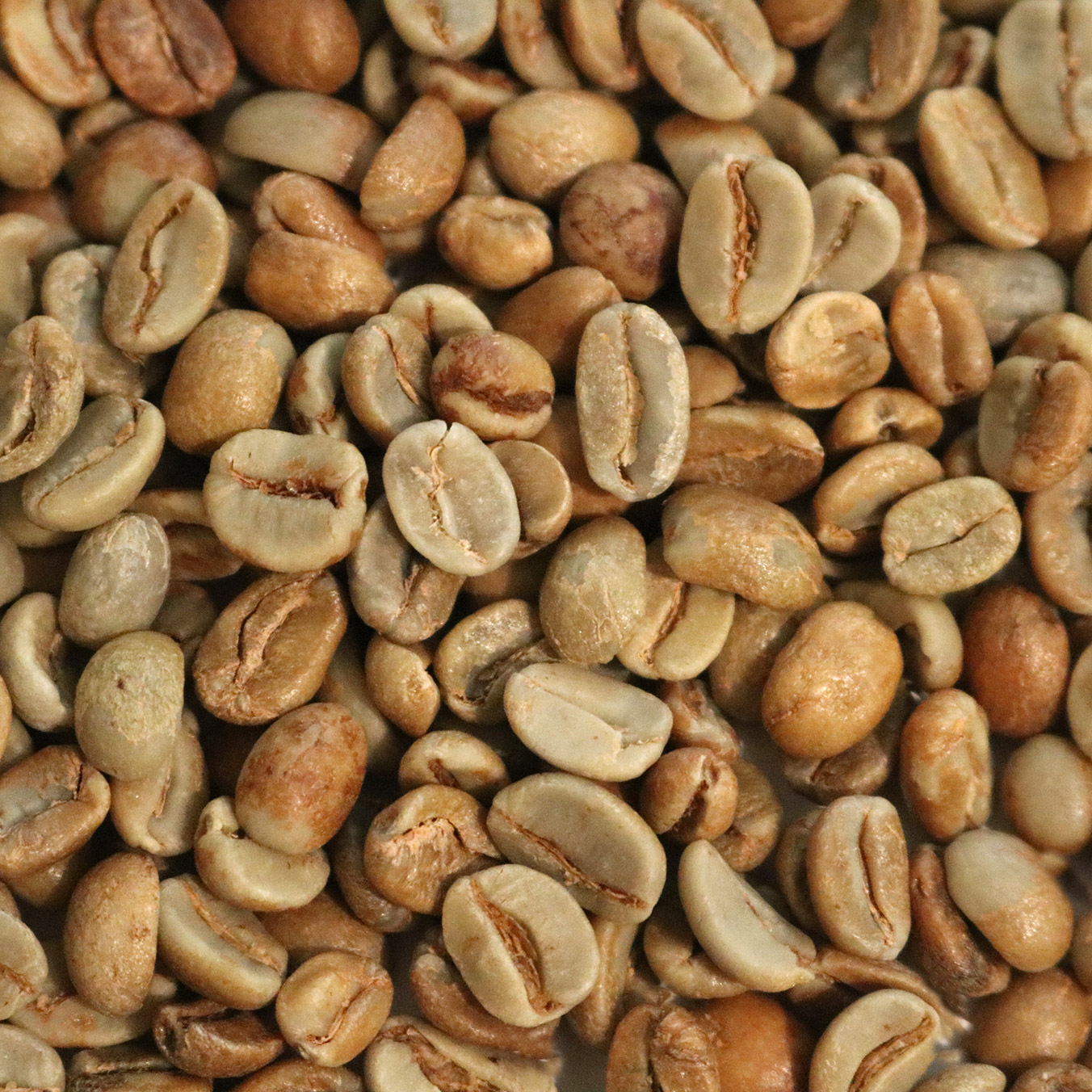 Honduras Organic 18 Rabbit Marcala Natural - Rancher by Coffee Bean Corral