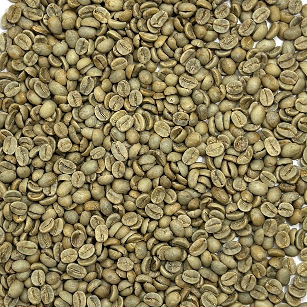 Unroasted India Mysore Nuggets Chikmagalur District coffee beans