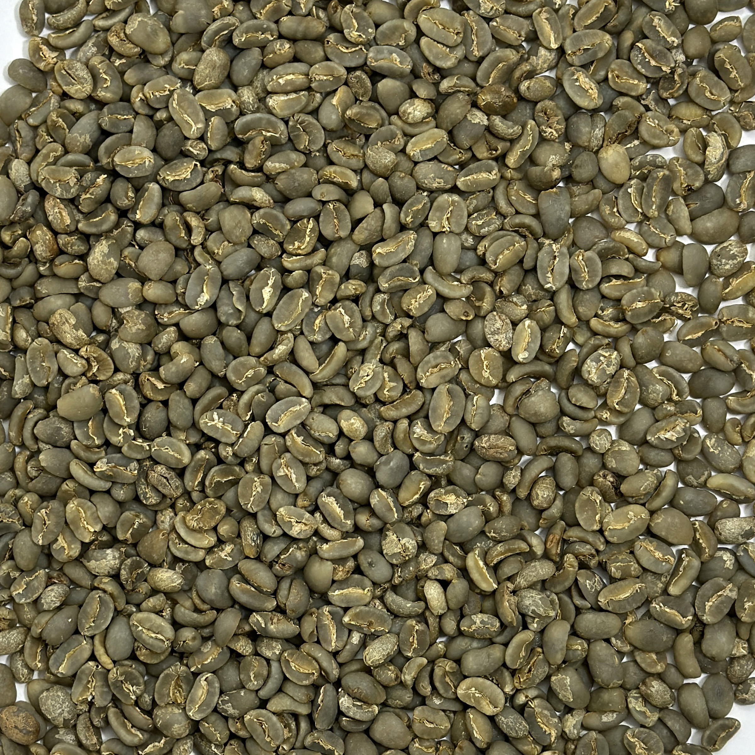 Sumatra Mutu Batak Lintong coffee beans SUMMUTUBATAK