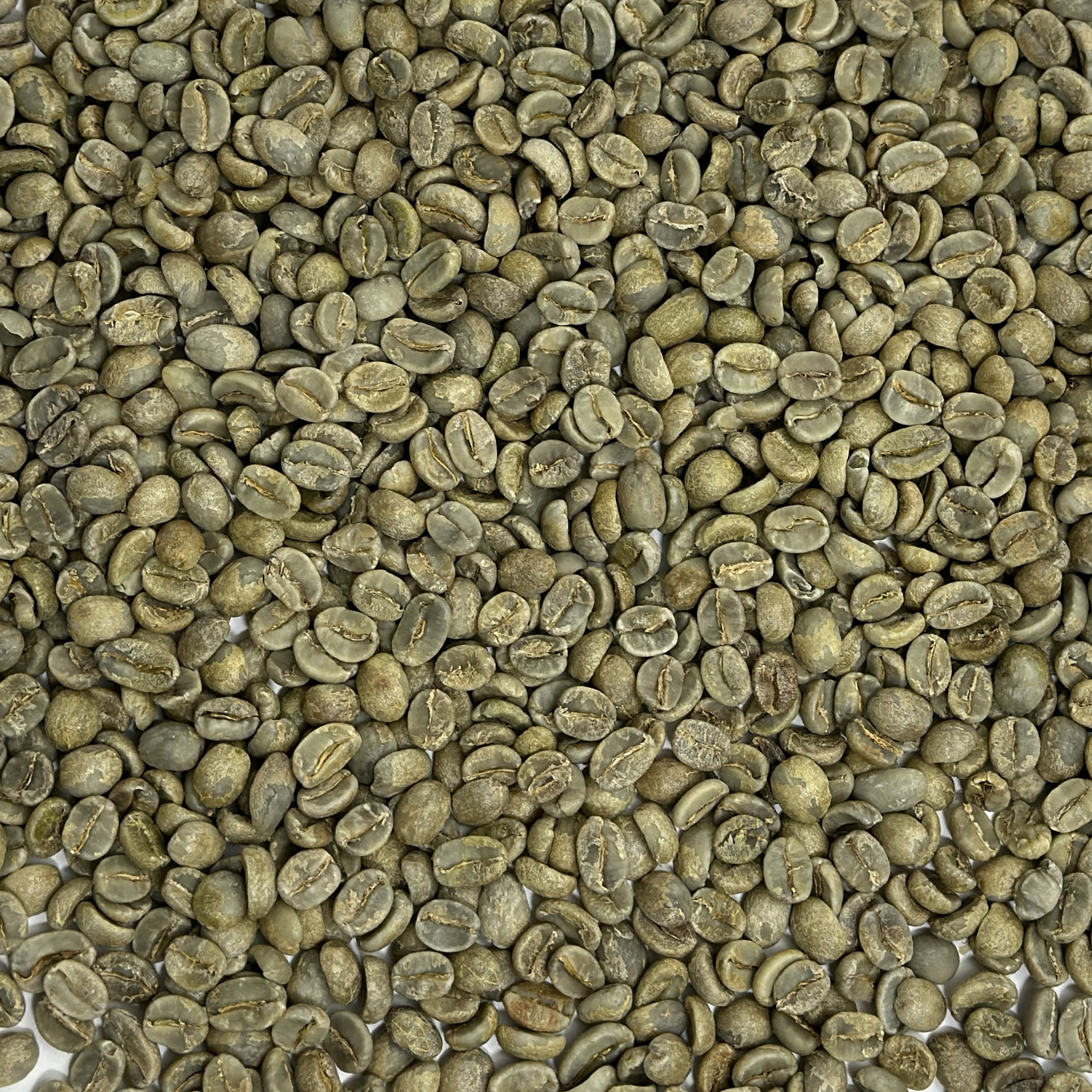 El Salvador: Finca La Esperanza, Santa Ana ELSALVESPERANZA