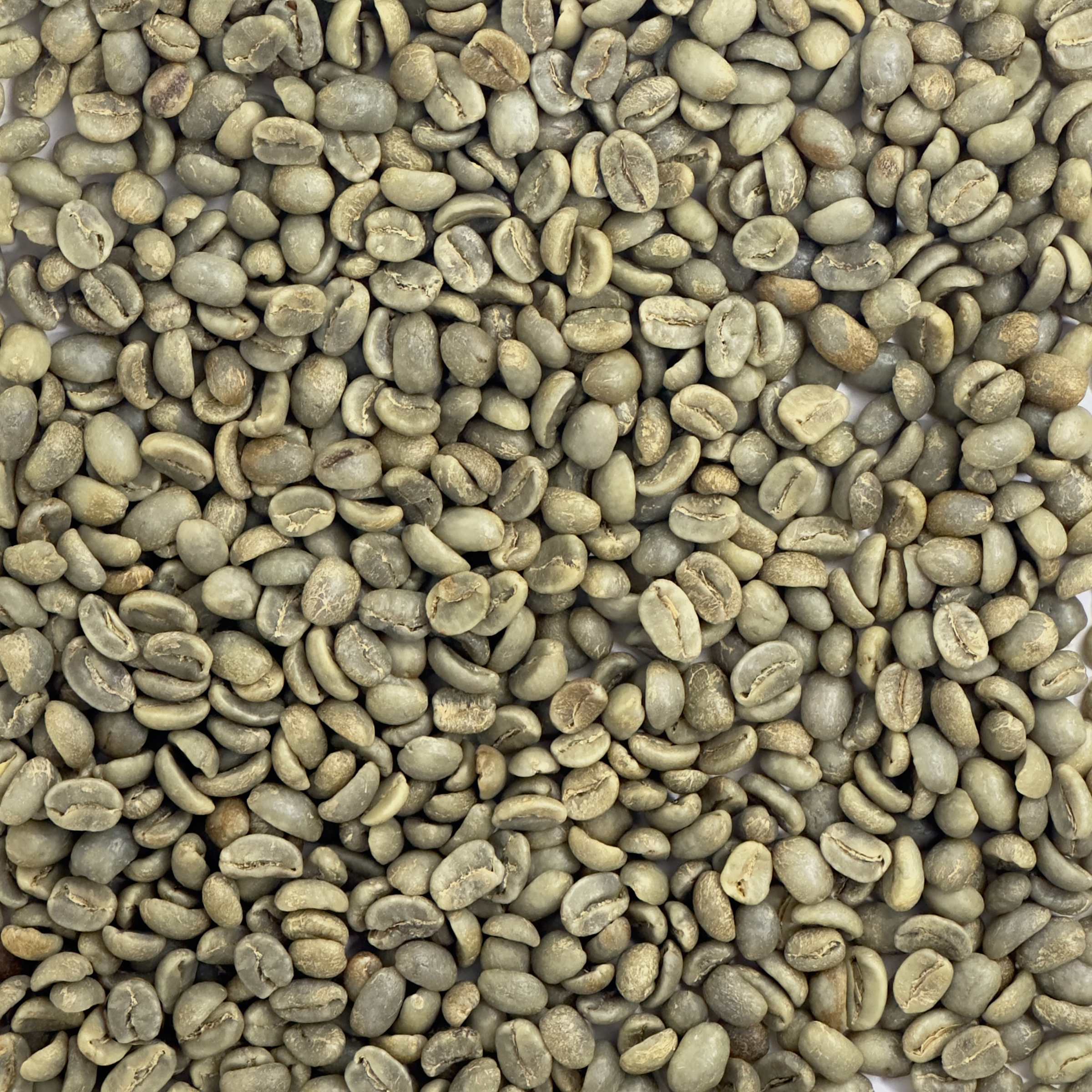 Honduras Organic - Marcala HONORGMARC