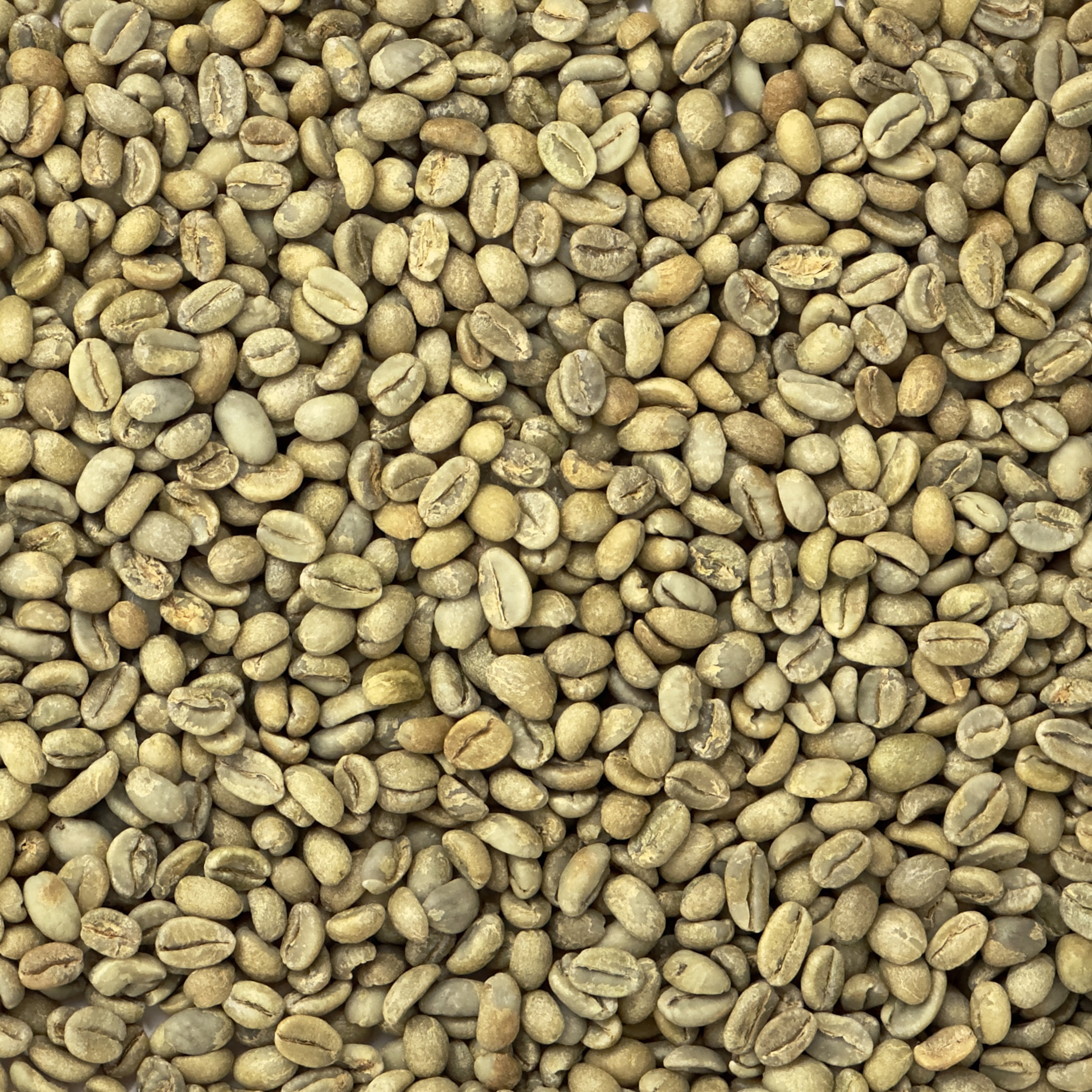 Ethiopia: Organic Shantawene G1, Sidamo ETHORGSIDAMOG1