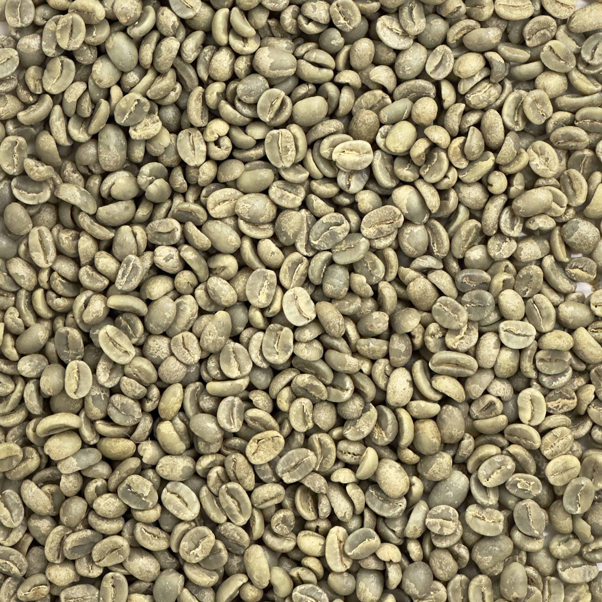 Ethiopia: Gedeb Worka Sakaro G1, Yirgacheffe ETHGADEB