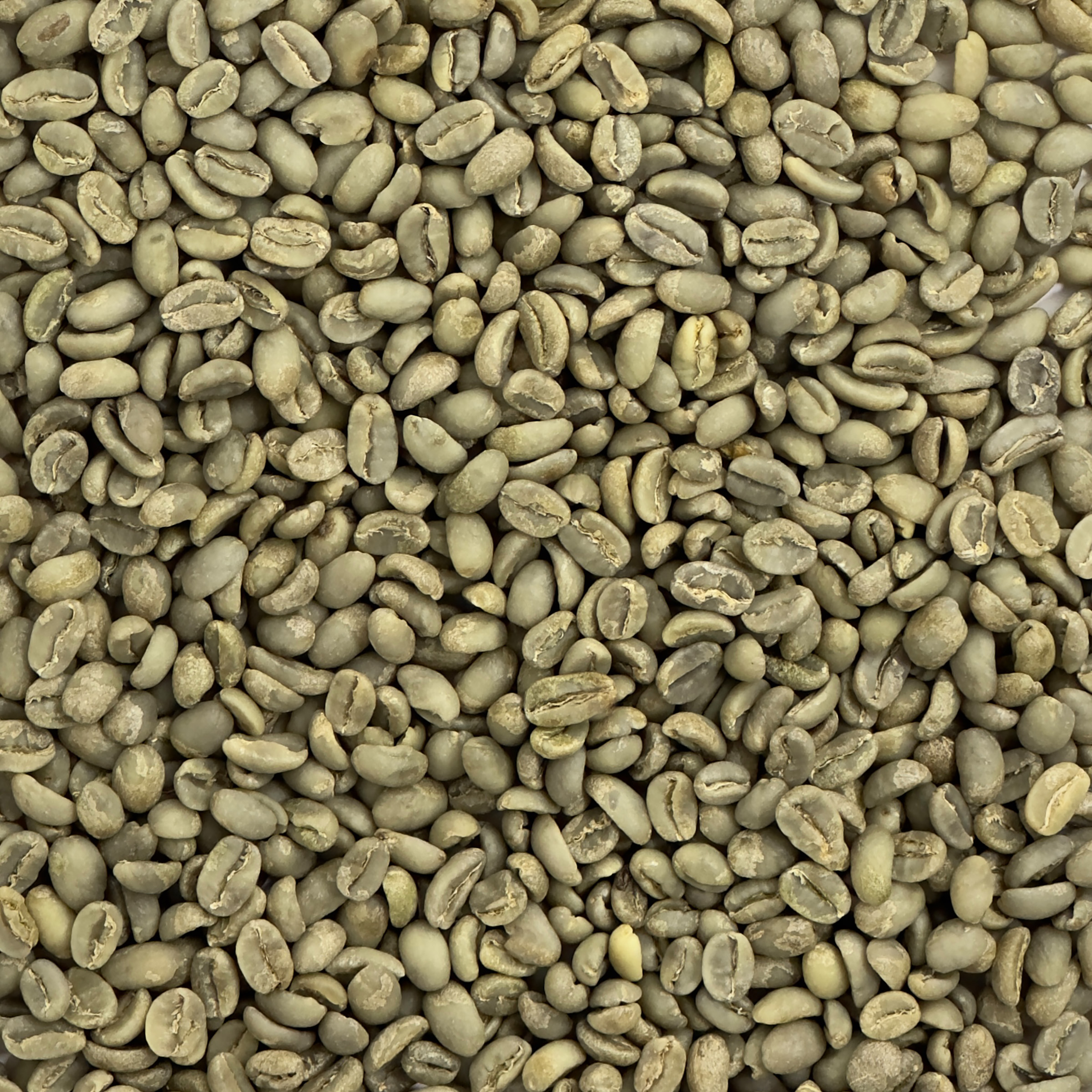 Ethiopian Organic Yergacheffe FT SHG EthOrgYerg