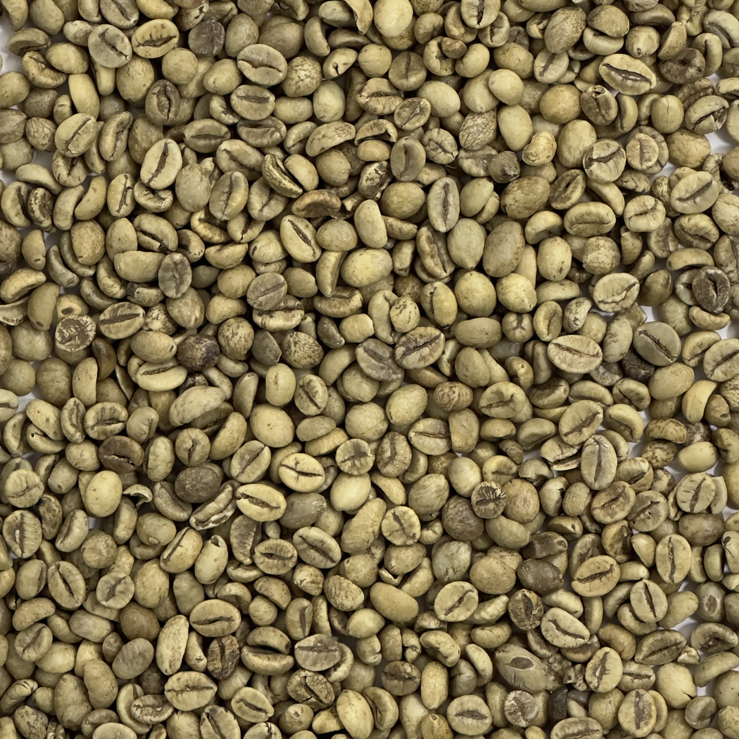 Guatemala Robusta Washed GUATROBUSTA