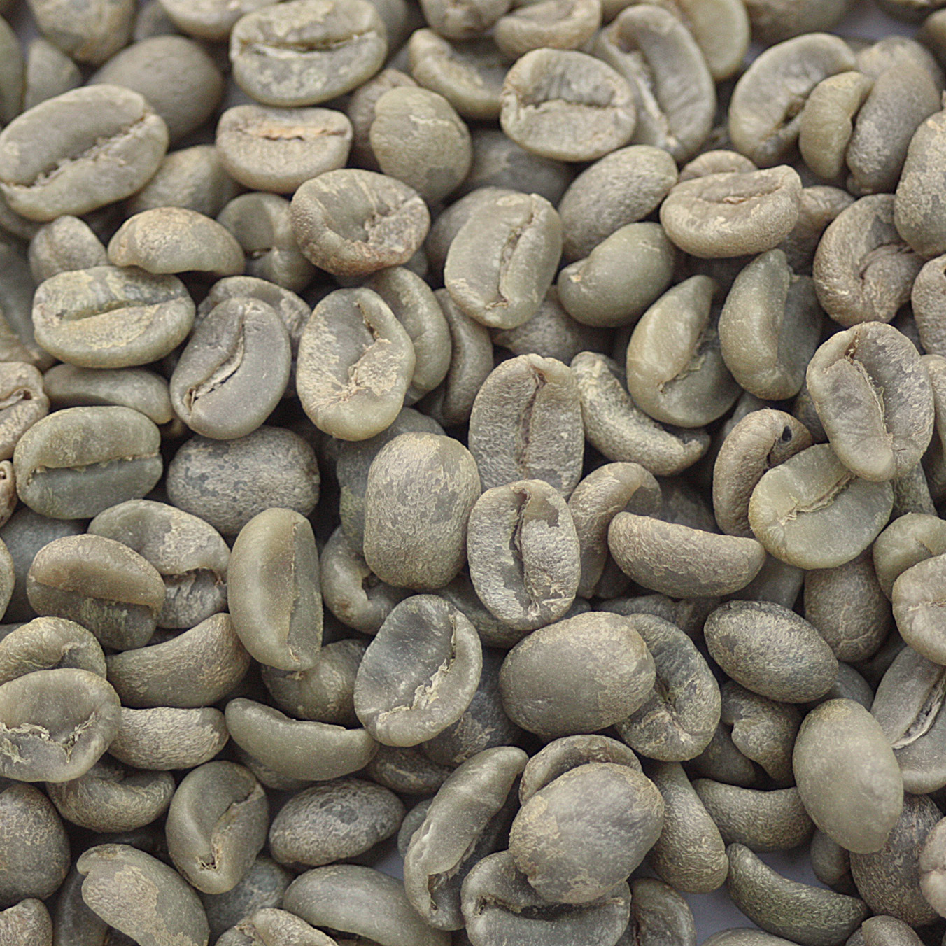Panama: Finca La Santa SHB EP, Boquete PANBOQU